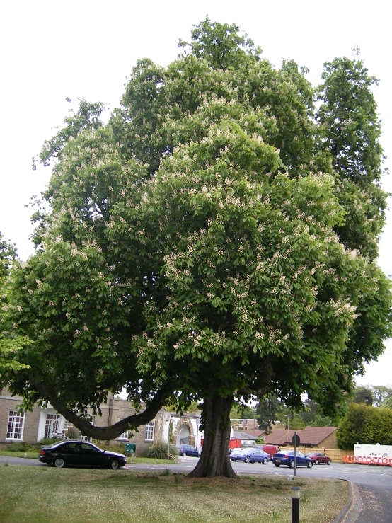 a very big pretty tree by the street