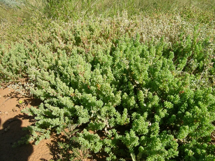 small plant in dirt field with lots of plants