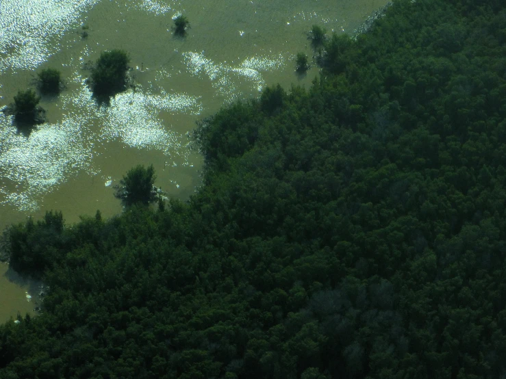 an aerial view of several trees that have been flooded