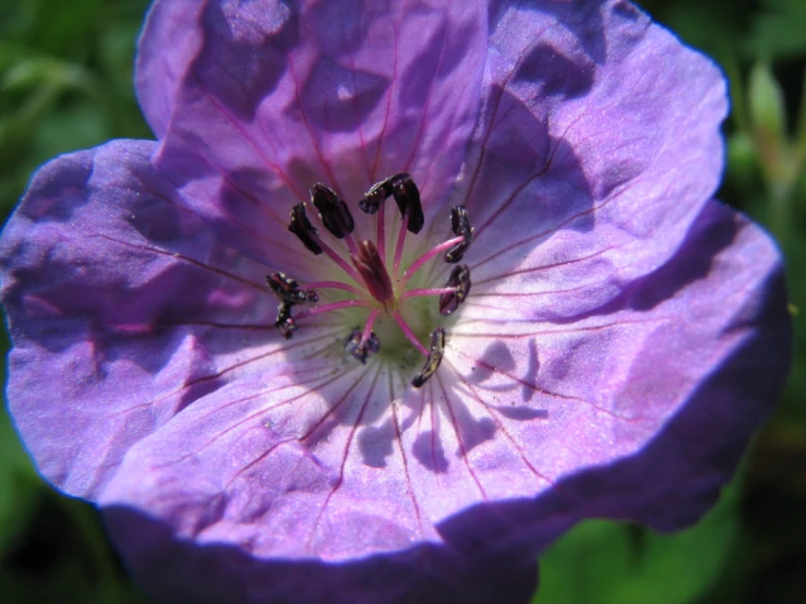 the inside of a purple flower with bees