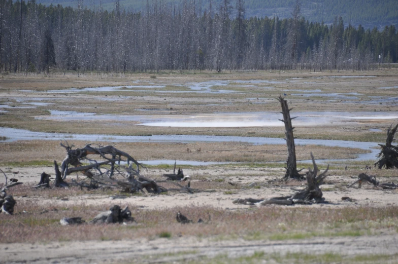 dead trees stand in the middle of a dry land