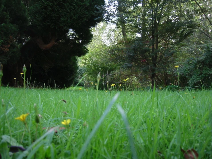 some very nice grass and some bushes in the field