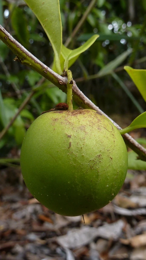 a large green fruit hanging from a tree