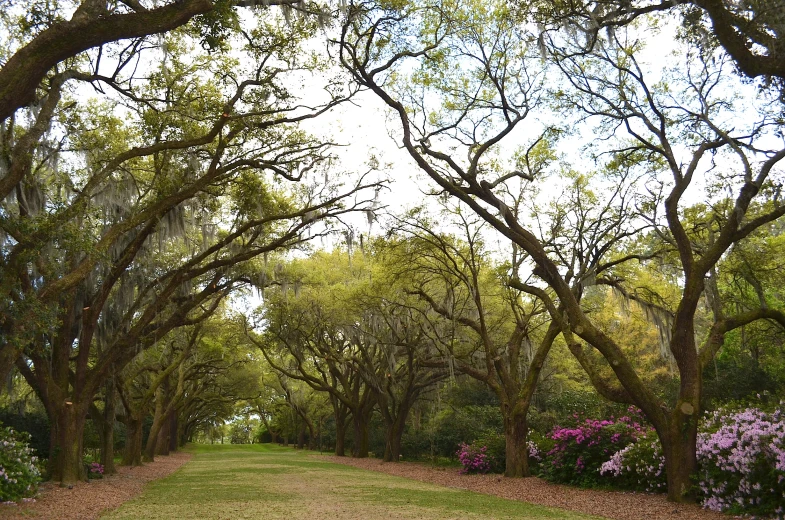 trees and bushes surround a road through the woods