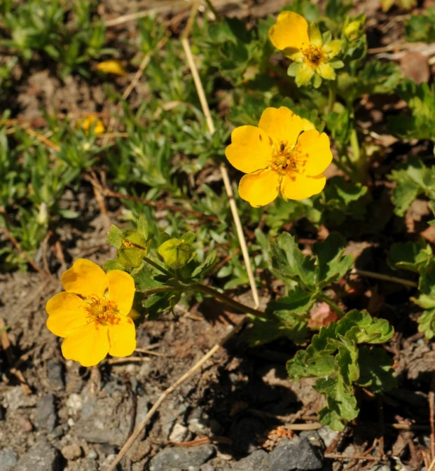 some yellow flowers in the dirt and grass