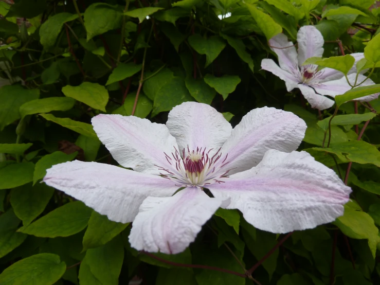 some white and pink flowers and leaves