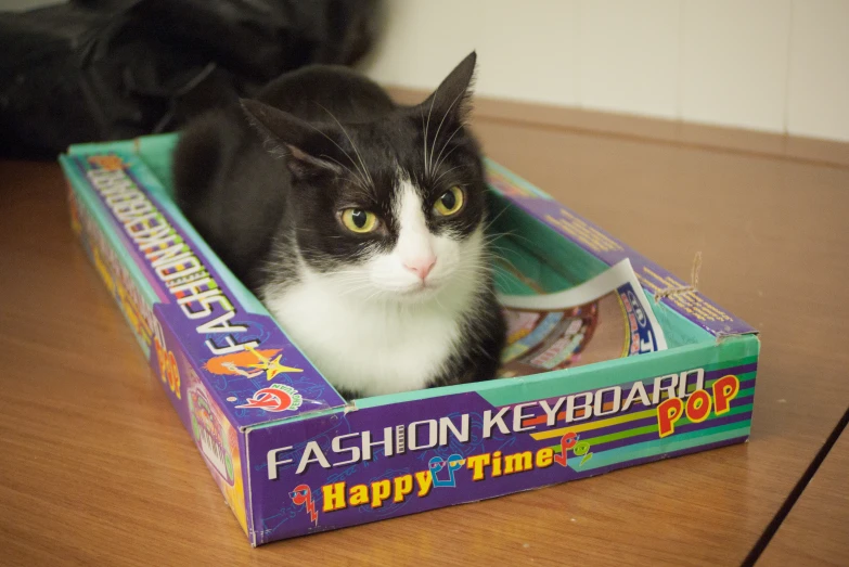 a cat sitting in a fashion keychain box on the floor