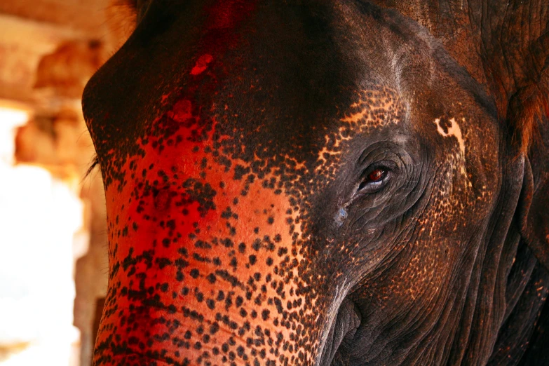 the side view of an elephant that has red spots