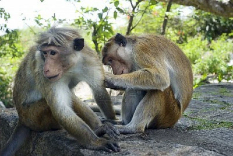 a couple of monkeys standing next to each other on a rock