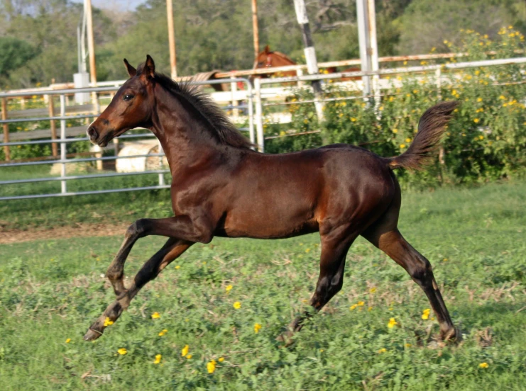 a brown horse runs across a field next to some yellow flowers