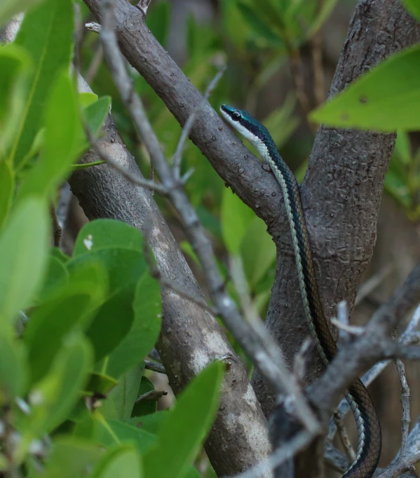 a green and black snake on tree nch in forest