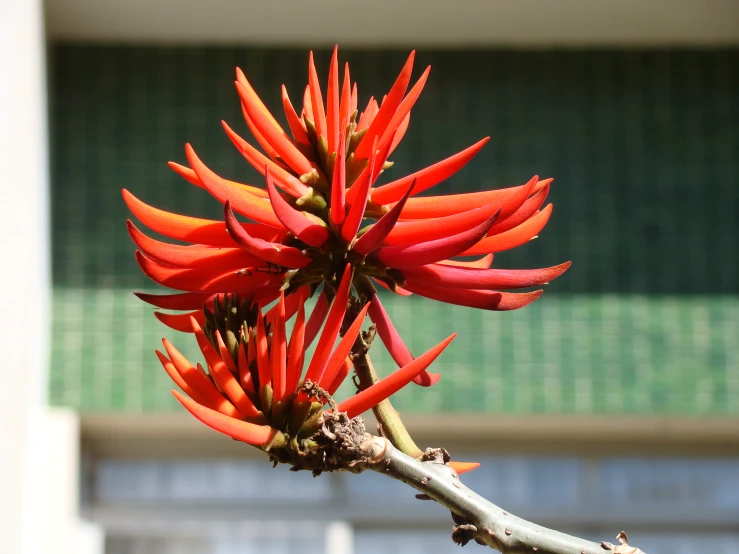 a plant with red leaves and long petals on it