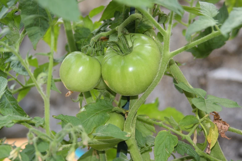 three green tomatoes growing on the same plant