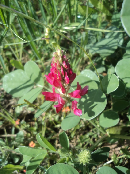 a small pink flower is growing among green leaves