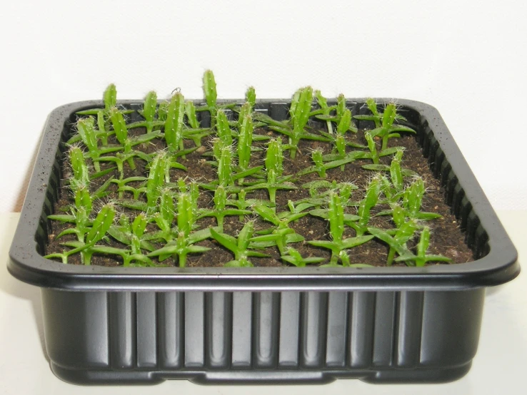 a plastic container filled with green grass in dirt