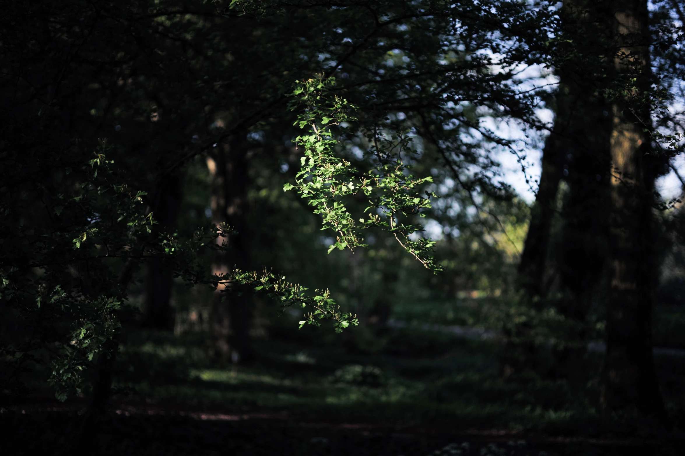 the trees have lots of green leaves in the forest