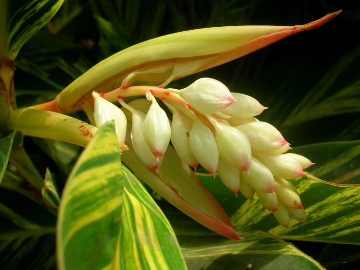 the flower is still blooming through the green leaves