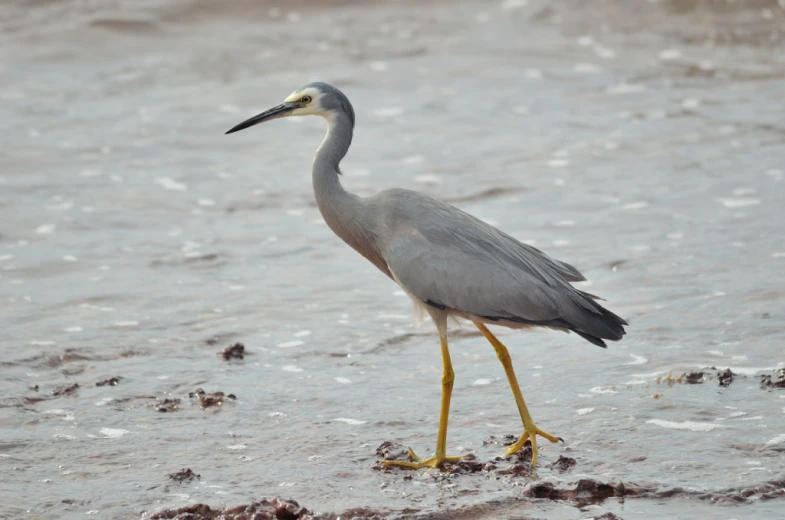 a grey and yellow bird is walking through water