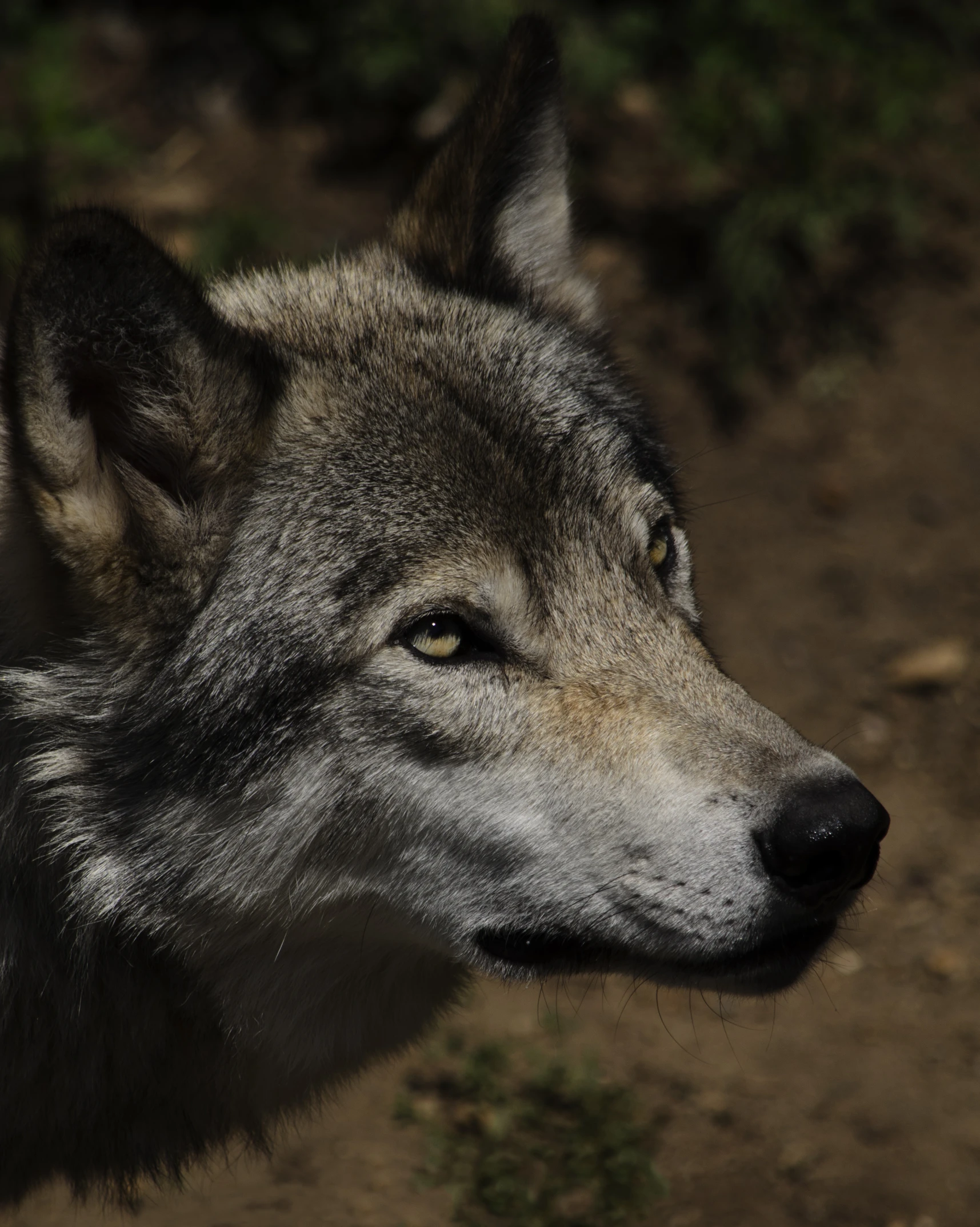 the lone wolf stares upward in the sky