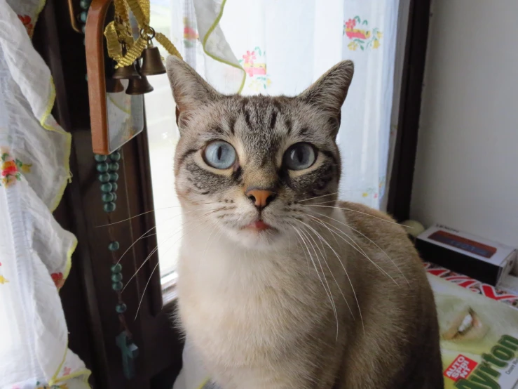 a cat looks directly at the camera while standing