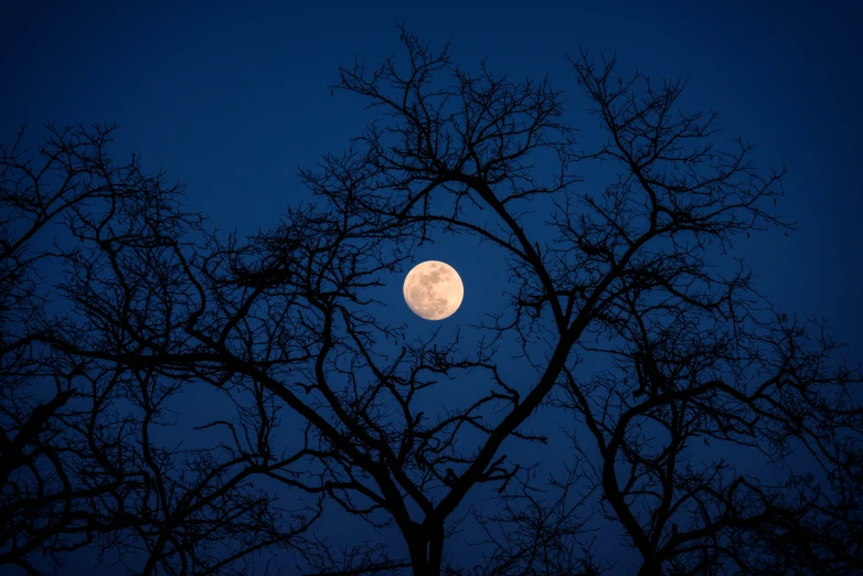 a full moon and nches against a clear blue sky