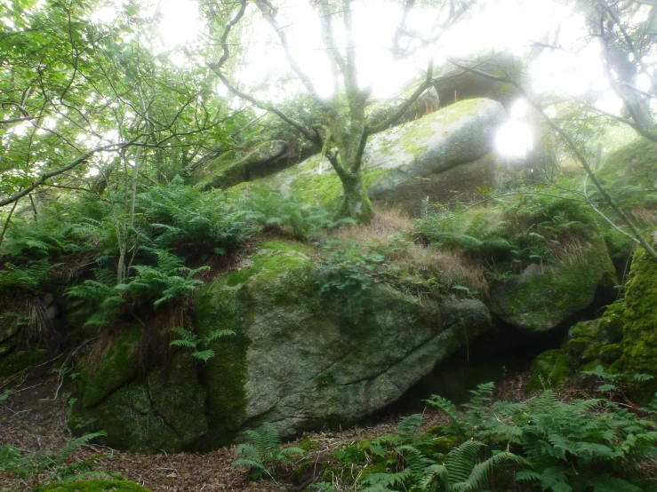 there are many trees growing up from the rocks