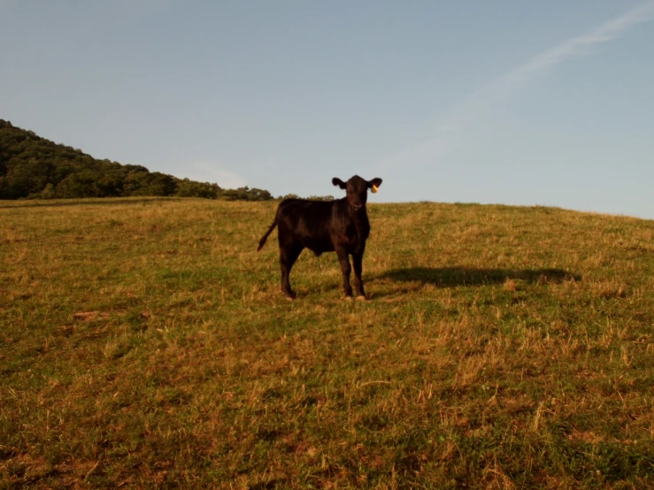 a black cow standing on top of a lush green field