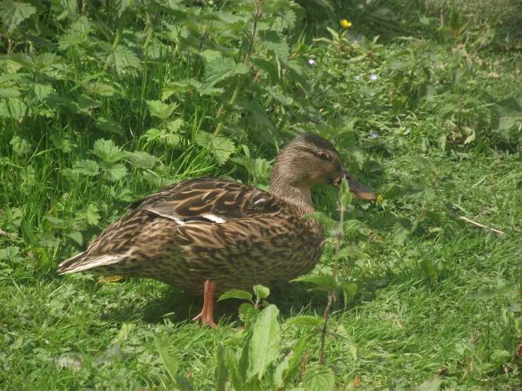 a duck is in the green grass outside