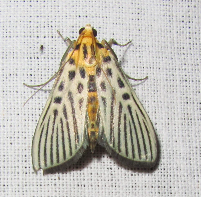 closeup of a white and brown striped moth