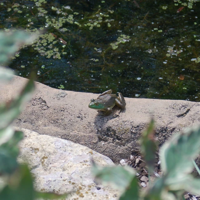 a lizard in the middle of some water