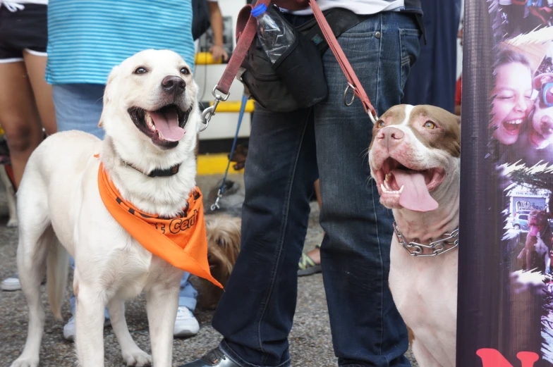 two dogs with leashes and a person holding a sign