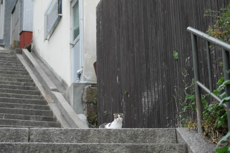 a cat is sitting on the cement stairs