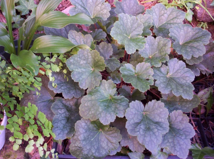 a pot of plants and some leaves outside