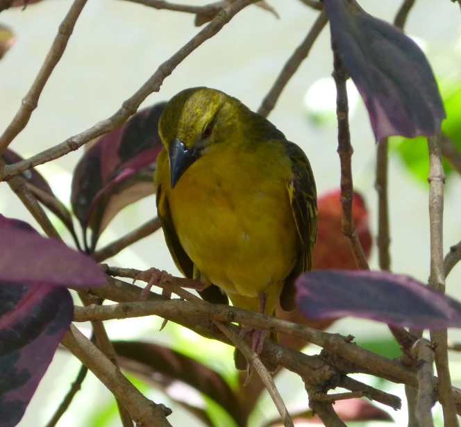 a bird sitting in a tree nch near some purple leaves