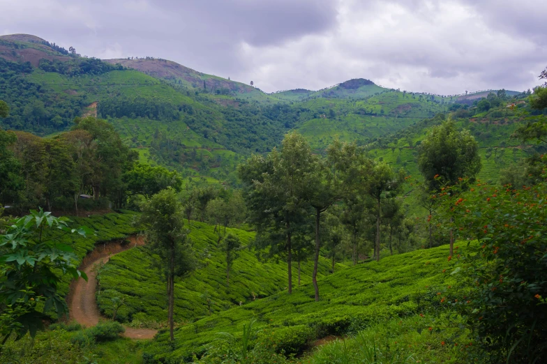 a dirt road is between tea fields in the mountains