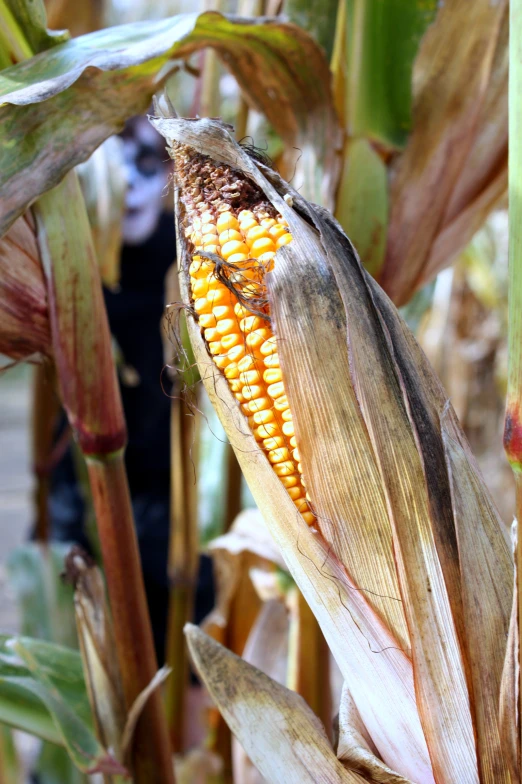 a ripe corn cob is displayed in this closeup