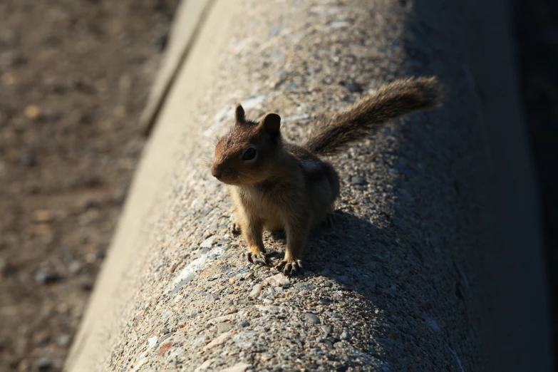 a small squirrel sitting on top of a concrete block