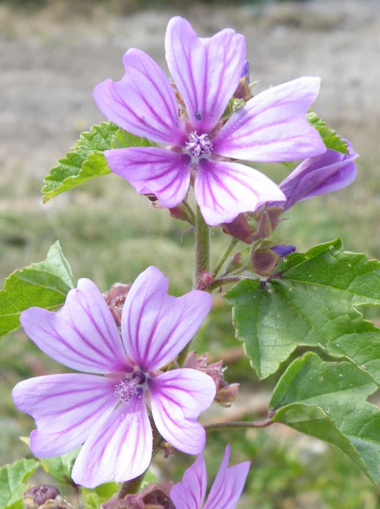 some purple flowers that are in the grass