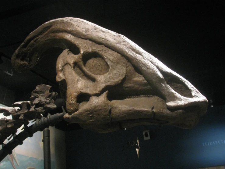 the skeleton of a dinosaur at the museum