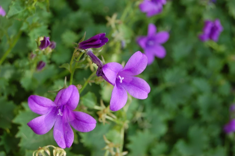 purple flowers blooming on the stem and leaves