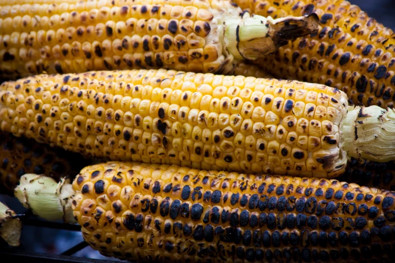 corn on the cob with black and brown spots