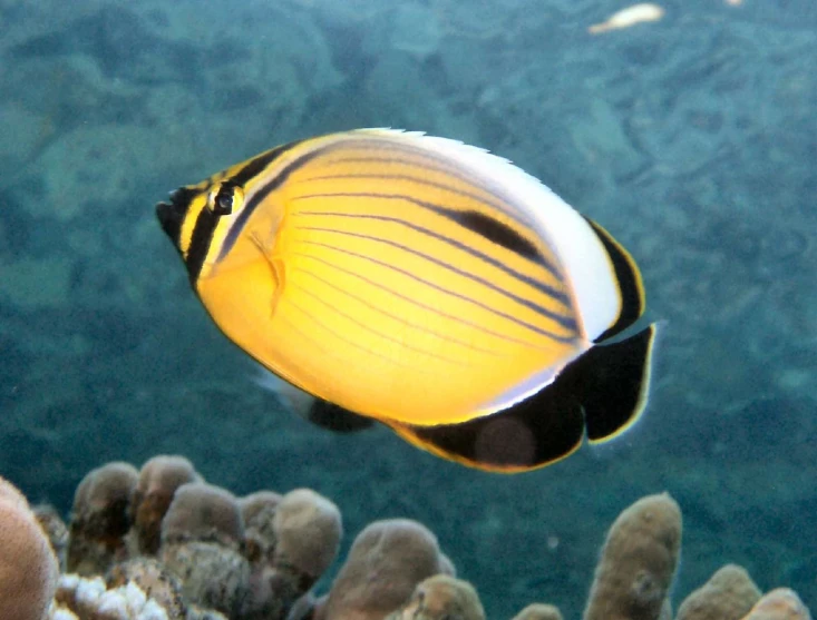 an exotic fish with a yellow and black stripe around it