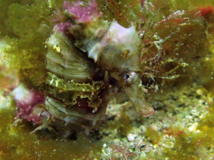 the sea horse is surrounded by algae and other things