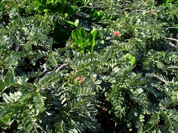 a large bush with green leaves and red flowers