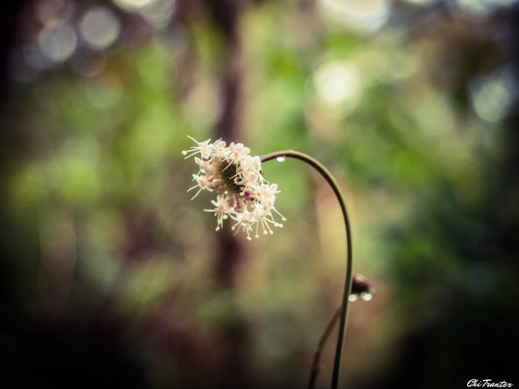 the single flower with white petals is shown in a blurry picture