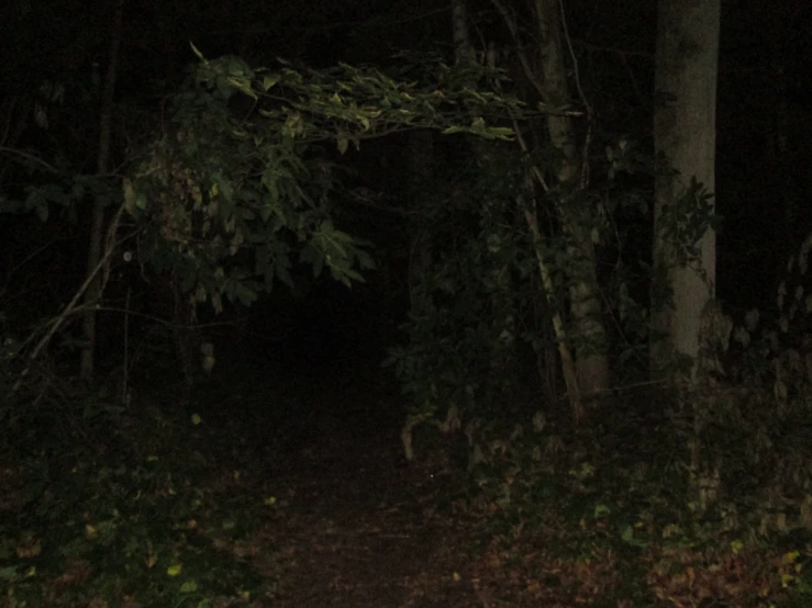 an image of a path in the forest at night