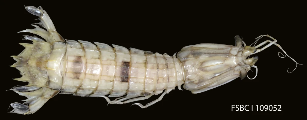 the large earwig has a long thin tail