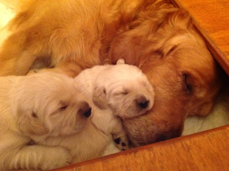 three dogs are curled up in a basket