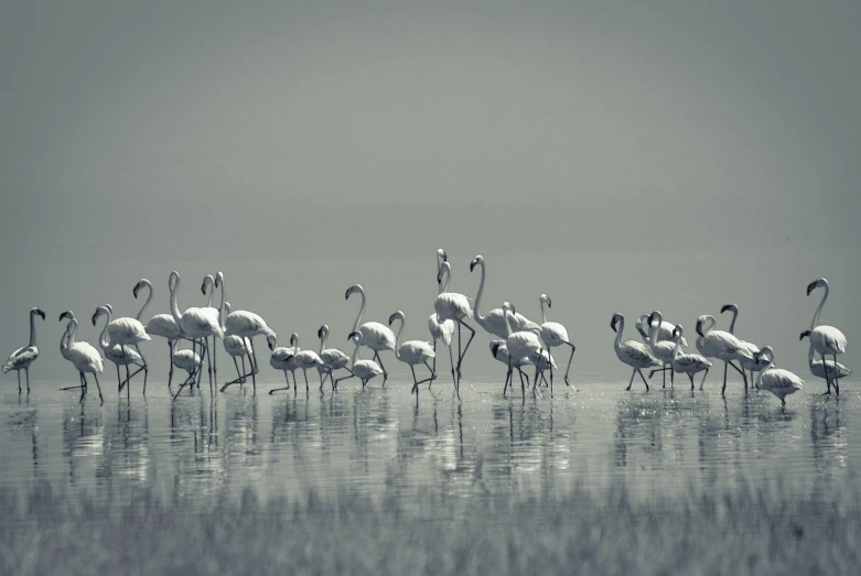 a number of flamingos near one another in the water