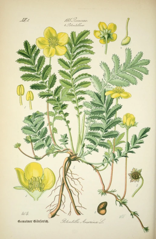 illustration of flowers with various roots and leaves